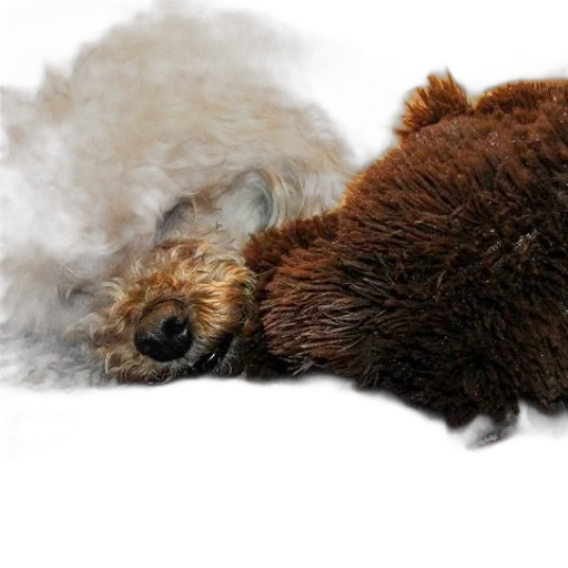animal, hair, creature, staff transparent PNG cut-out