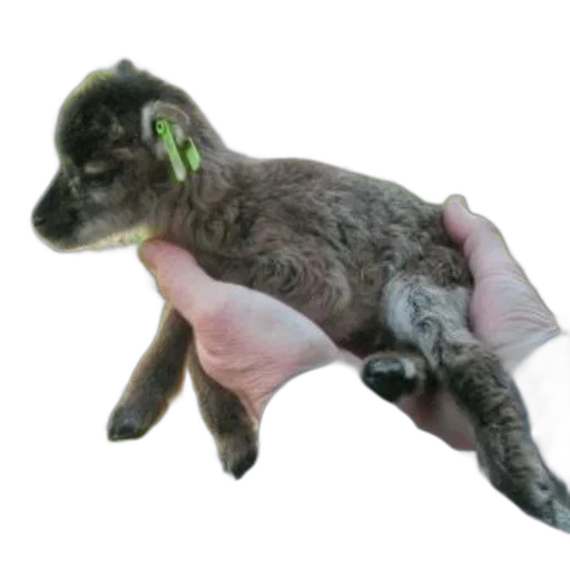 animal, creature, staff, weapon transparent PNG cut-out