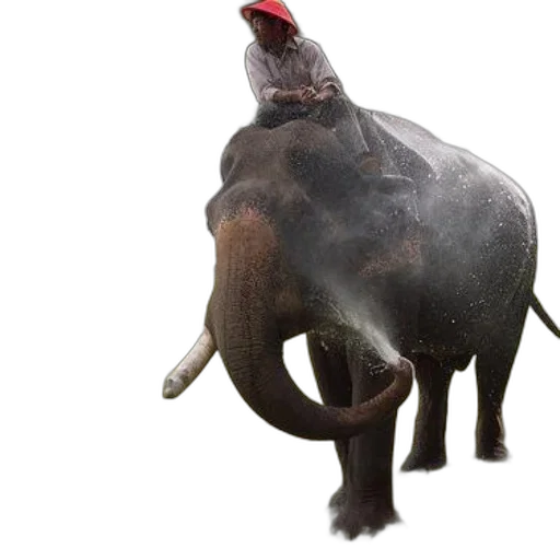 animal, creature, hat, staff transparent PNG cut-out