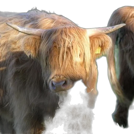 animal, highland, cow, long transparent PNG cut-out