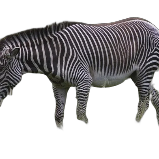 animal, creature, staff, furniture transparent PNG cut-out