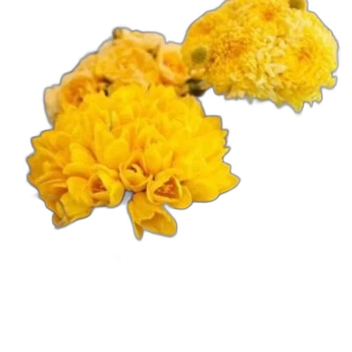 flower, crown, food, jewelry transparent PNG cut-out