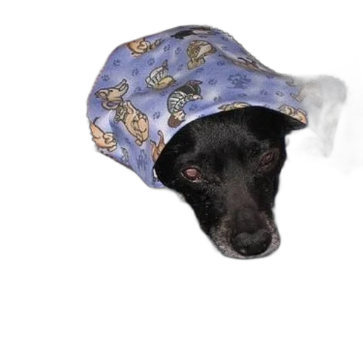 hat, umbrella, animal, jacket transparent PNG cut-out