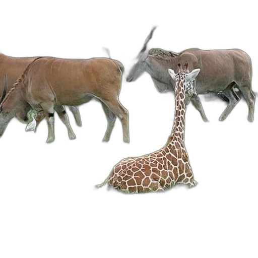 animal, creature, hat, weapon transparent PNG cut-out