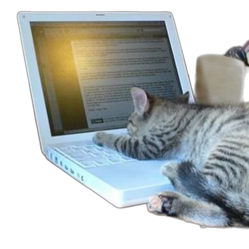 staff, kitten, resting, laptop transparent PNG cut-out
