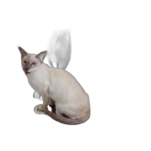 animal, staff, creature, dragon transparent PNG cut-out