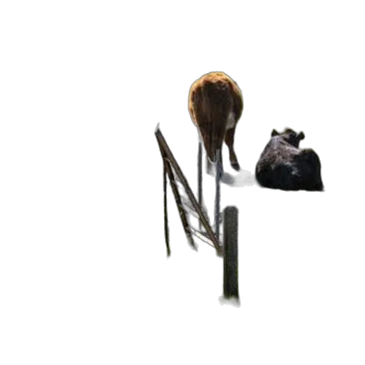 animal, hair, staff, crown transparent PNG cut-out