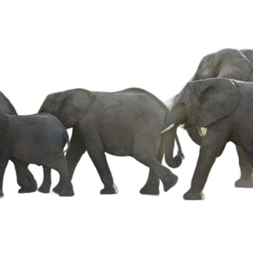 animal, 3d render, concept art, photorealistic transparent PNG cut-out