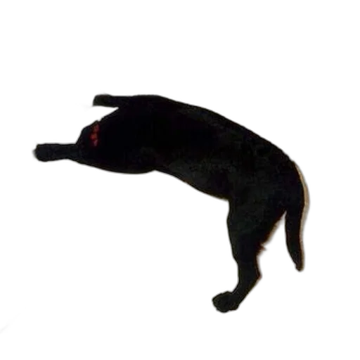 animal, staff, creature, dragon transparent PNG cut-out