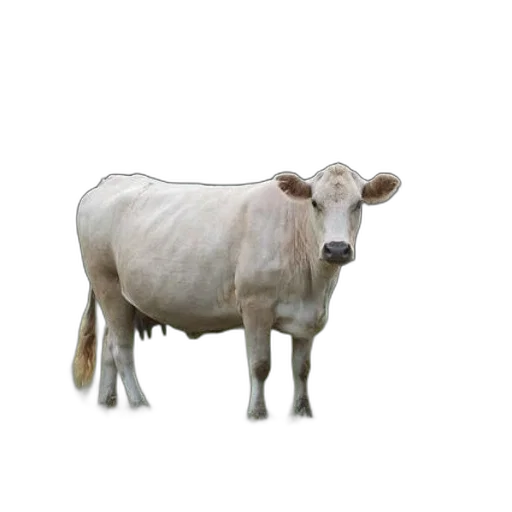 animal, creature, food, face transparent PNG cut-out