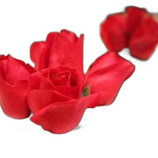 flower, jewelry, crown, weapon transparent PNG cut-out