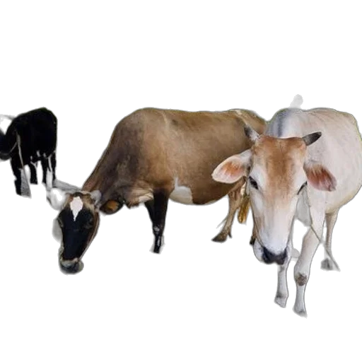 animal, jewelry, food, staff transparent PNG cut-out