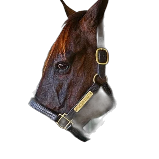 staff, crown, animal, hat transparent PNG cut-out