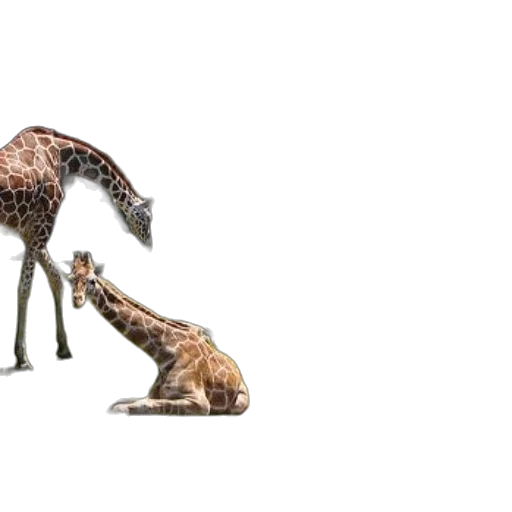 animal, creature, shoes, weapon transparent PNG cut-out