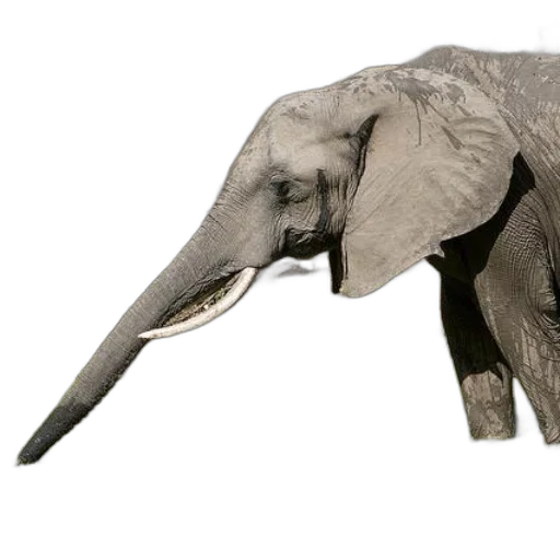 animal, creature, staff, weapon transparent PNG cut-out
