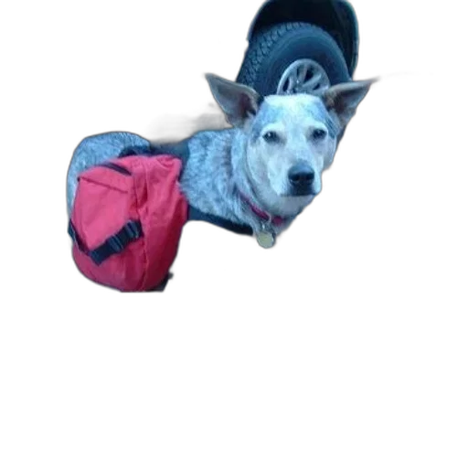 jacket, animal, creature, hat transparent PNG cut-out