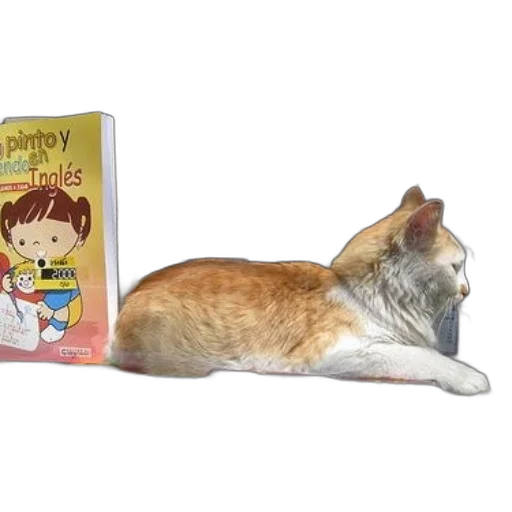 cat, sits, window, sill transparent PNG cut-out