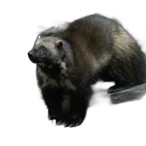 animal, creature, staff, hair transparent PNG cut-out