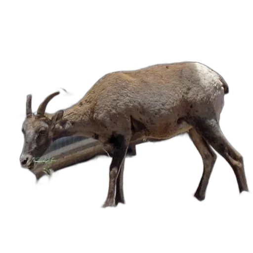 animal, creature, crown, weapon transparent PNG cut-out
