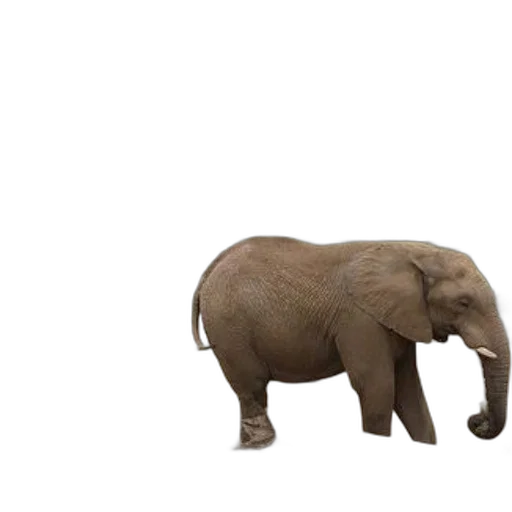 animal, creature, hat, staff transparent PNG cut-out