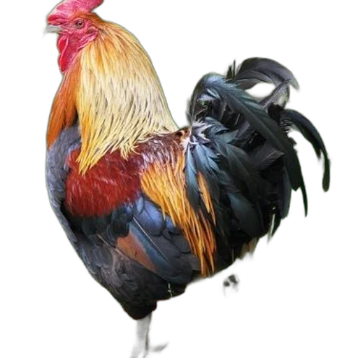 animal, creature, jewelry, weapon transparent PNG cut-out