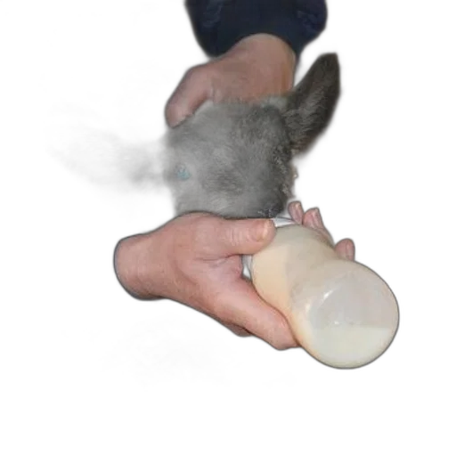 bottle, animal, creature, weapon transparent PNG cut-out