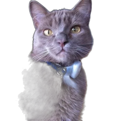 staff, animal, jewelry, face transparent PNG cut-out