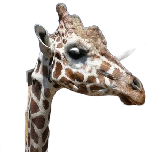 animal, creature, face, staff transparent PNG cut-out