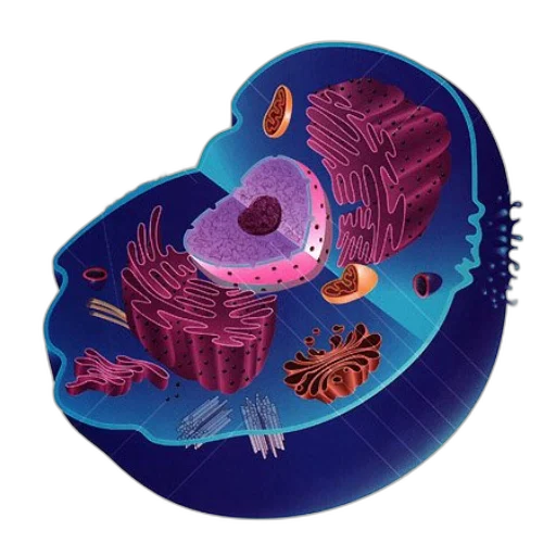 creature, mask, animal, hat transparent PNG cut-out