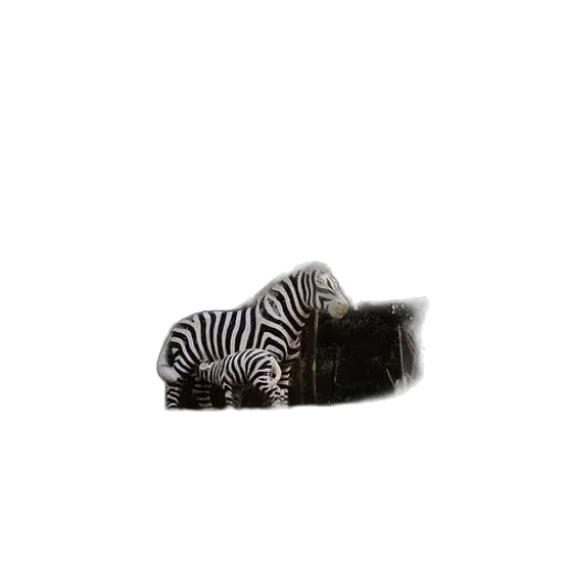 animal, hair, creature, shoes transparent PNG cut-out