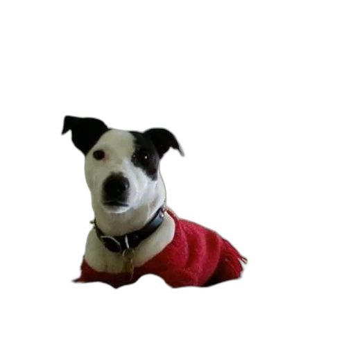 animal, staff, jacket, creature transparent PNG cut-out