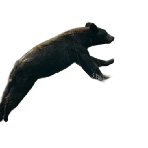 animal, creature, staff, weapon transparent PNG cut-out