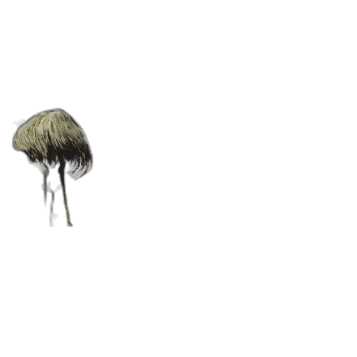 hat, umbrella, hair, creature transparent PNG cut-out