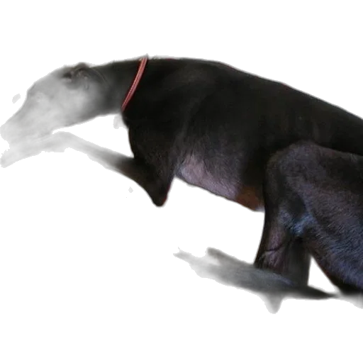 animal, creature, dragon, staff transparent PNG cut-out