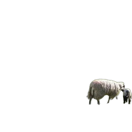 animal, creature, furniture, car transparent PNG cut-out