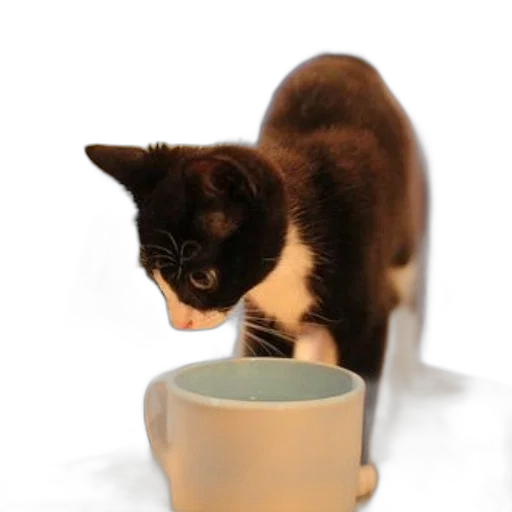 staff, food, animal, creature transparent PNG cut-out