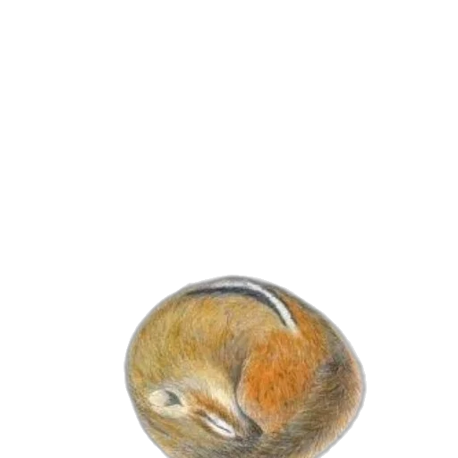 jewelry, animal, hair, food transparent PNG cut-out