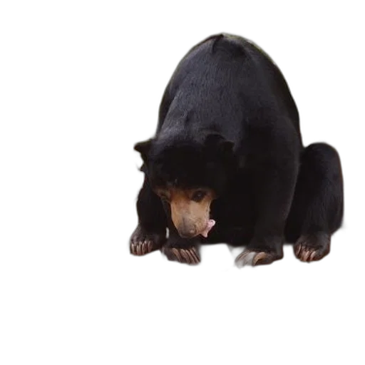animal, creature, hat, staff transparent PNG cut-out