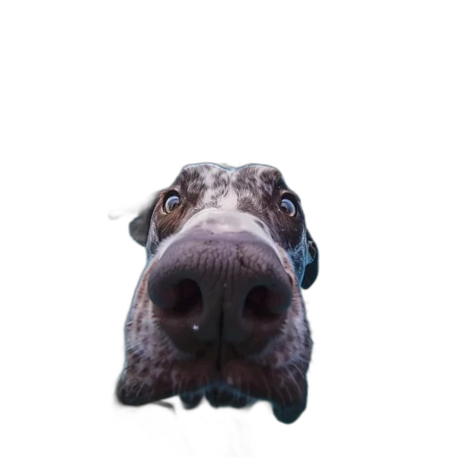 animal, face, creature, staff transparent PNG cut-out