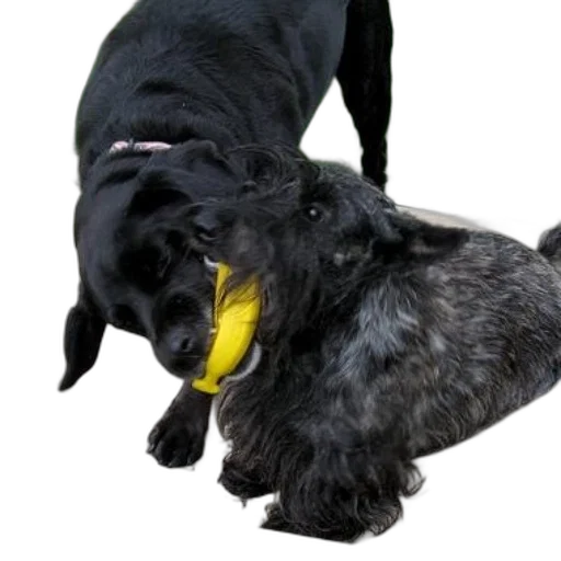 animal, staff, two, dogs transparent PNG cut-out