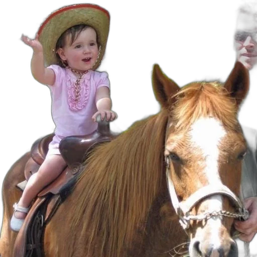 hat, animal, photorealistic, little transparent PNG cut-out