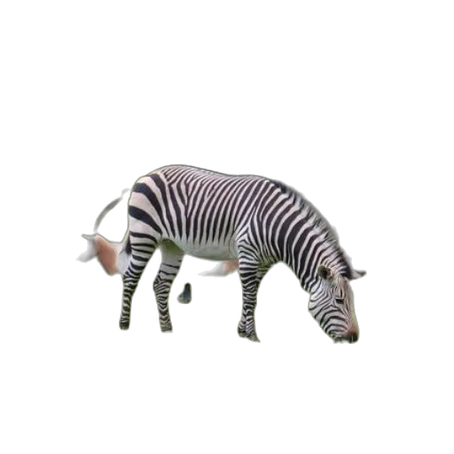 animal, creature, robot, dragon transparent PNG cut-out