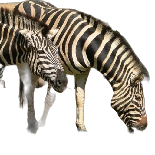 animal, creature, staff, weapon transparent PNG cut-out