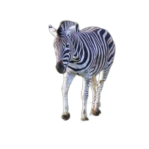 animal, creature, staff, jewelry transparent PNG cut-out