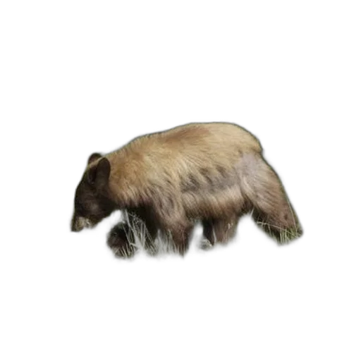 animal, creature, hair, food transparent PNG cut-out