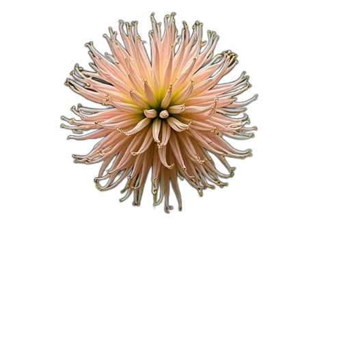 flower, crown, hair, staff transparent PNG cut-out