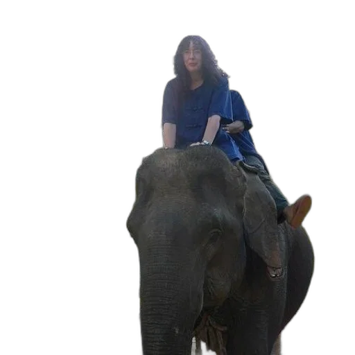 animal, creature, umbrella, staff transparent PNG cut-out