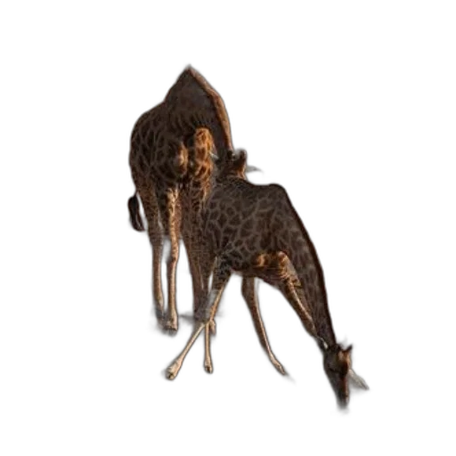 animal, creature, dragon, hair transparent PNG cut-out