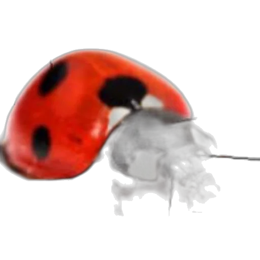 animal, creature, jewelry, weapon transparent PNG cut-out