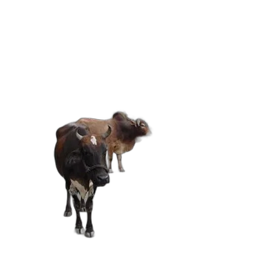 animal, creature, food, crown transparent PNG cut-out